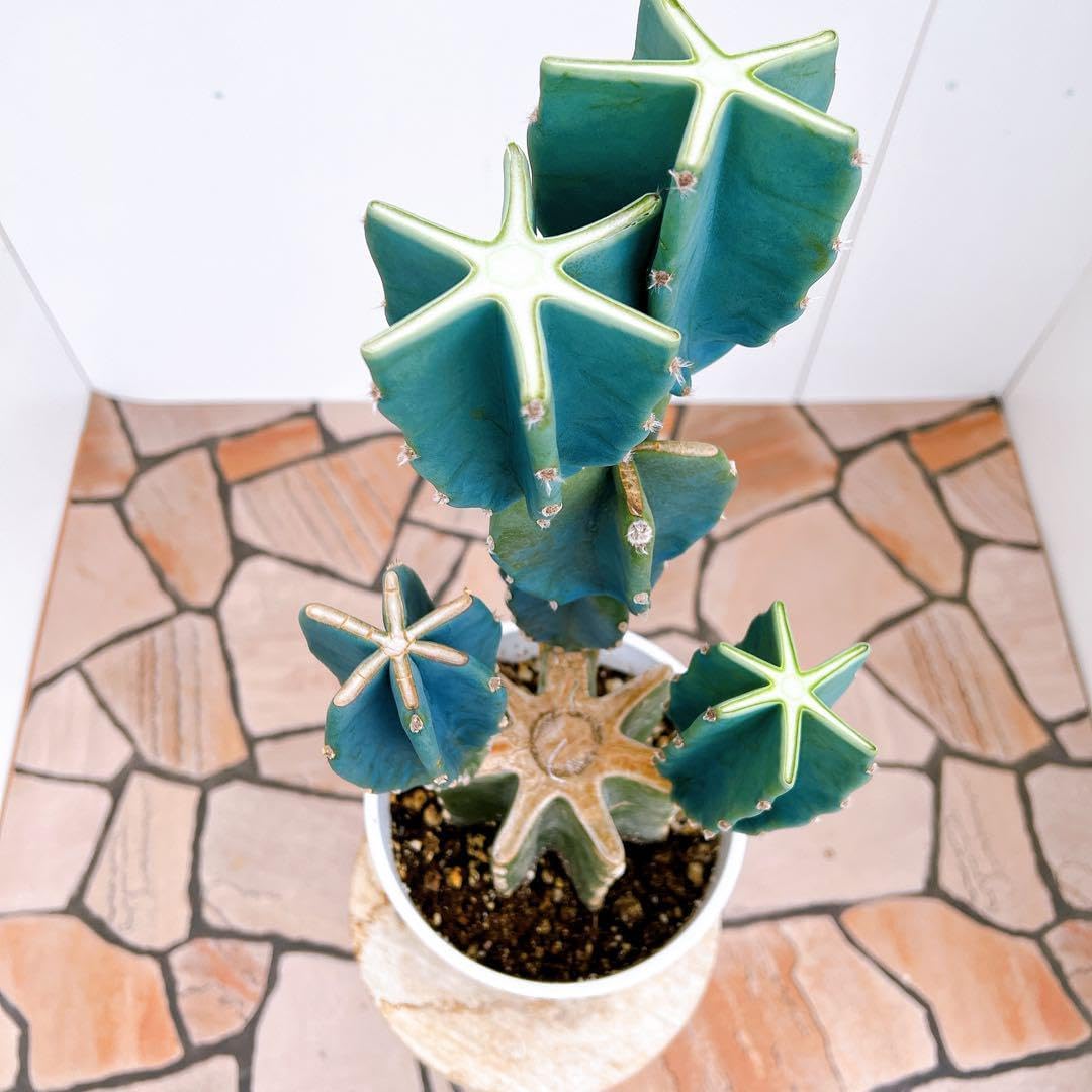 まとめ買いOK 柱サボテン 鬼面角　14頭発根　サボテンブランチ　ドライガーデン まとめ買いOK 柱サボテン 鬼面角 14頭発根 サボテンブランチ